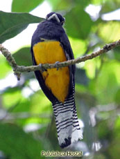 Amazonian Violaceous Trogon