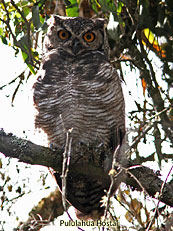 Great-Horned-Owl Buho-virginianus